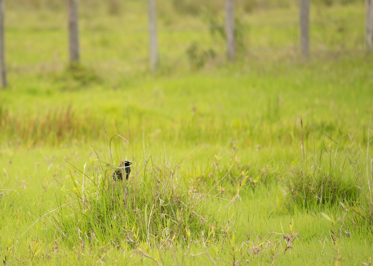 White-browed Meadowlark - ML501184491