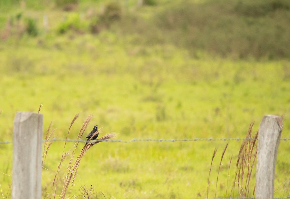 White-browed Meadowlark - ML501184501