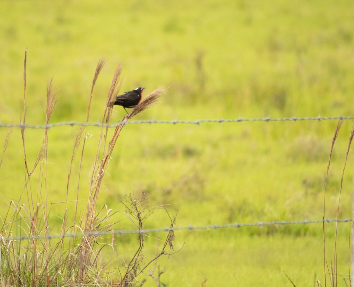 White-browed Meadowlark - ML501184511