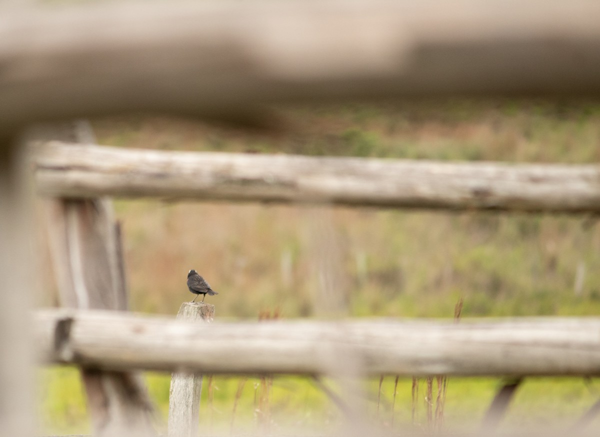 White-browed Meadowlark - ML501184521