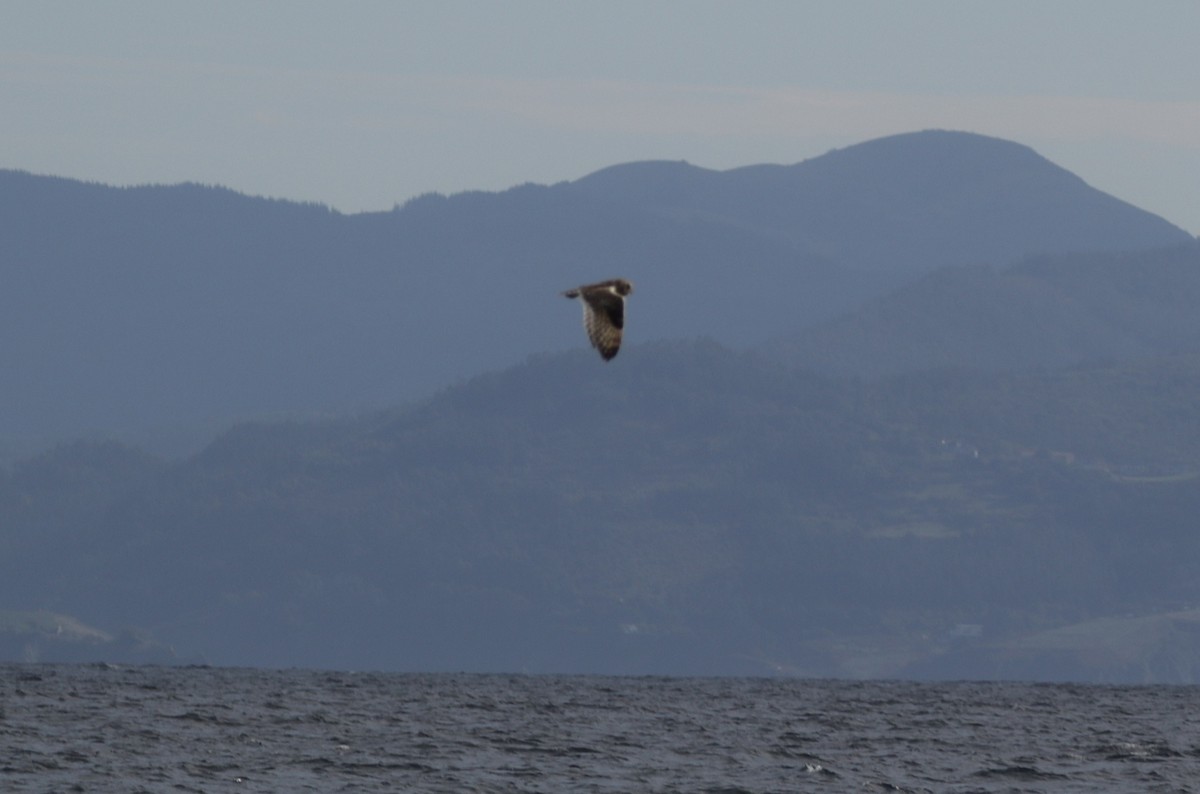 Short-eared Owl - ML501185911