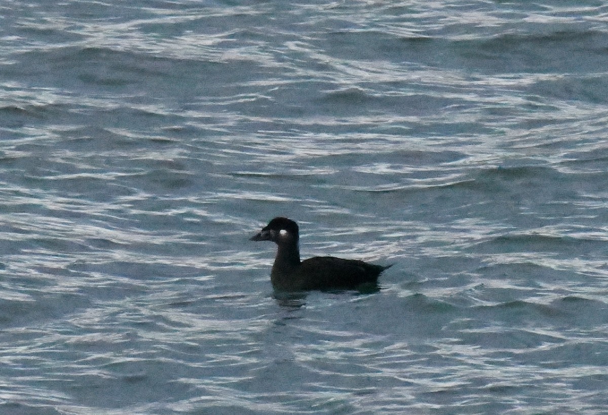 White-winged Scoter - ML501186191