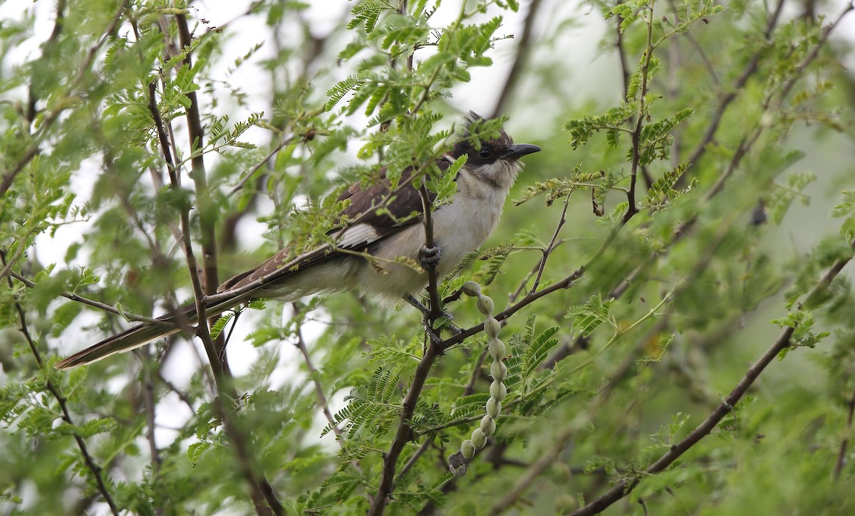 Pied Cuckoo - ML50118651