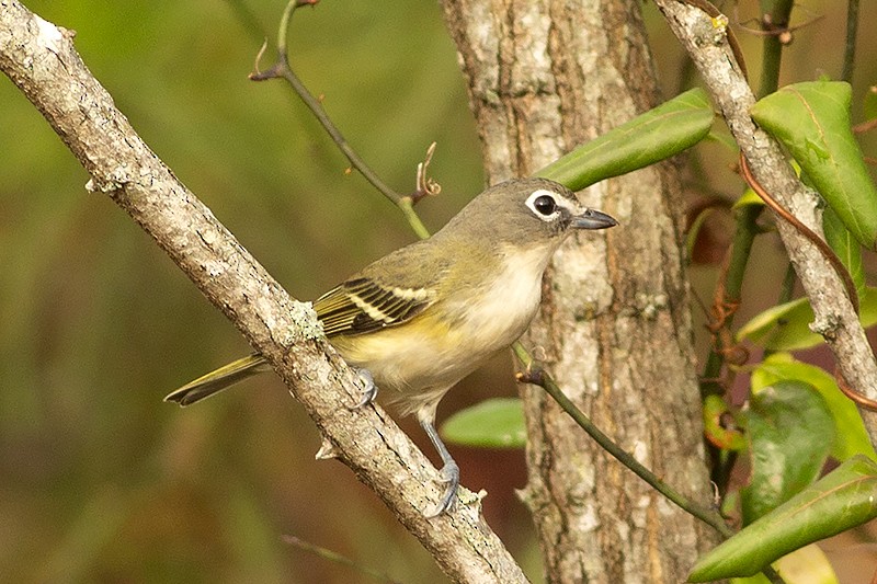 Blue-headed Vireo - ML501187891