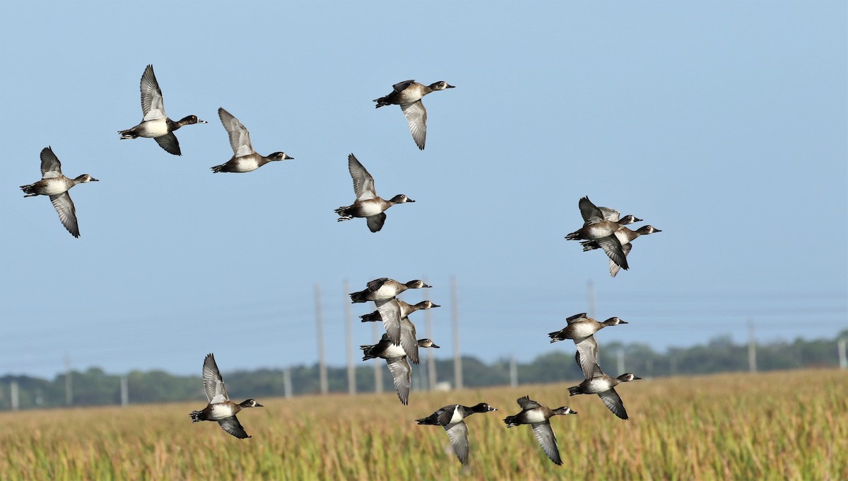 Ring-necked Duck - Thomas Smith