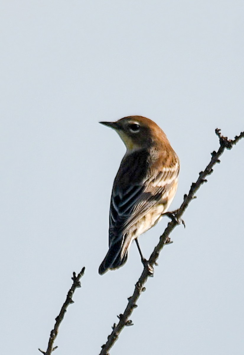 Yellow-rumped Warbler - ML501188661