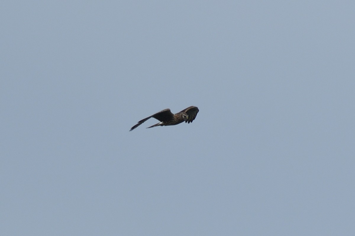 Hen Harrier - Jorge  Safara