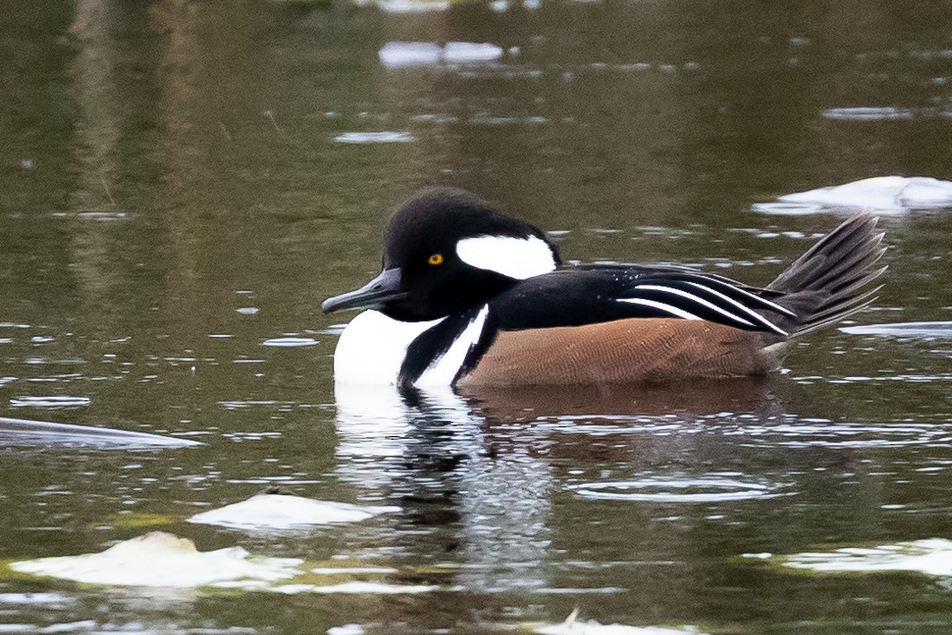 Hooded Merganser - ML501191151