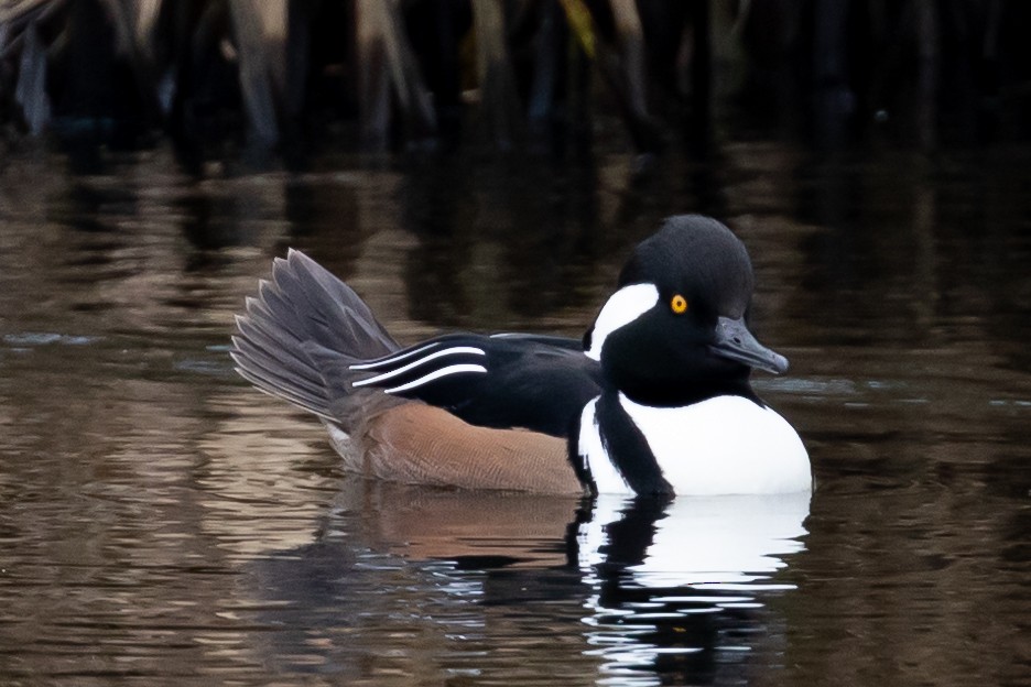 Hooded Merganser - ML501191181