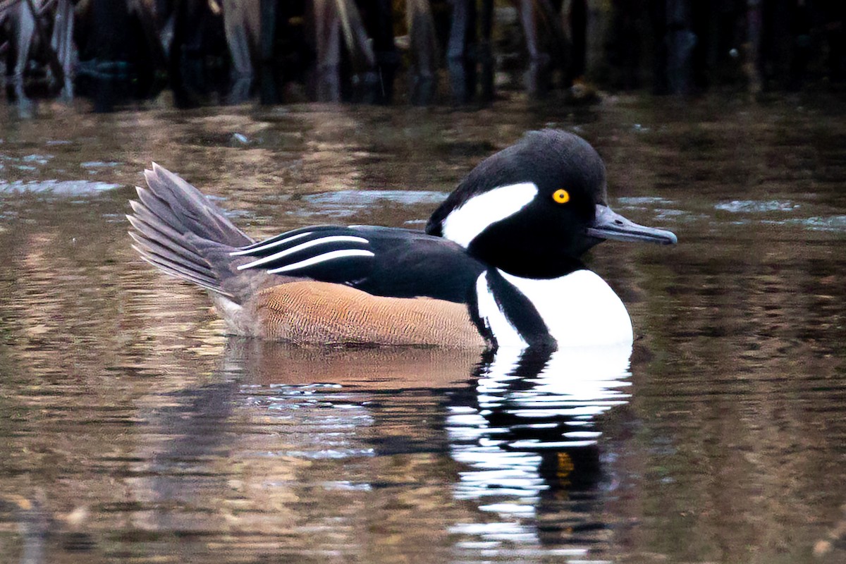 Hooded Merganser - ML501191191