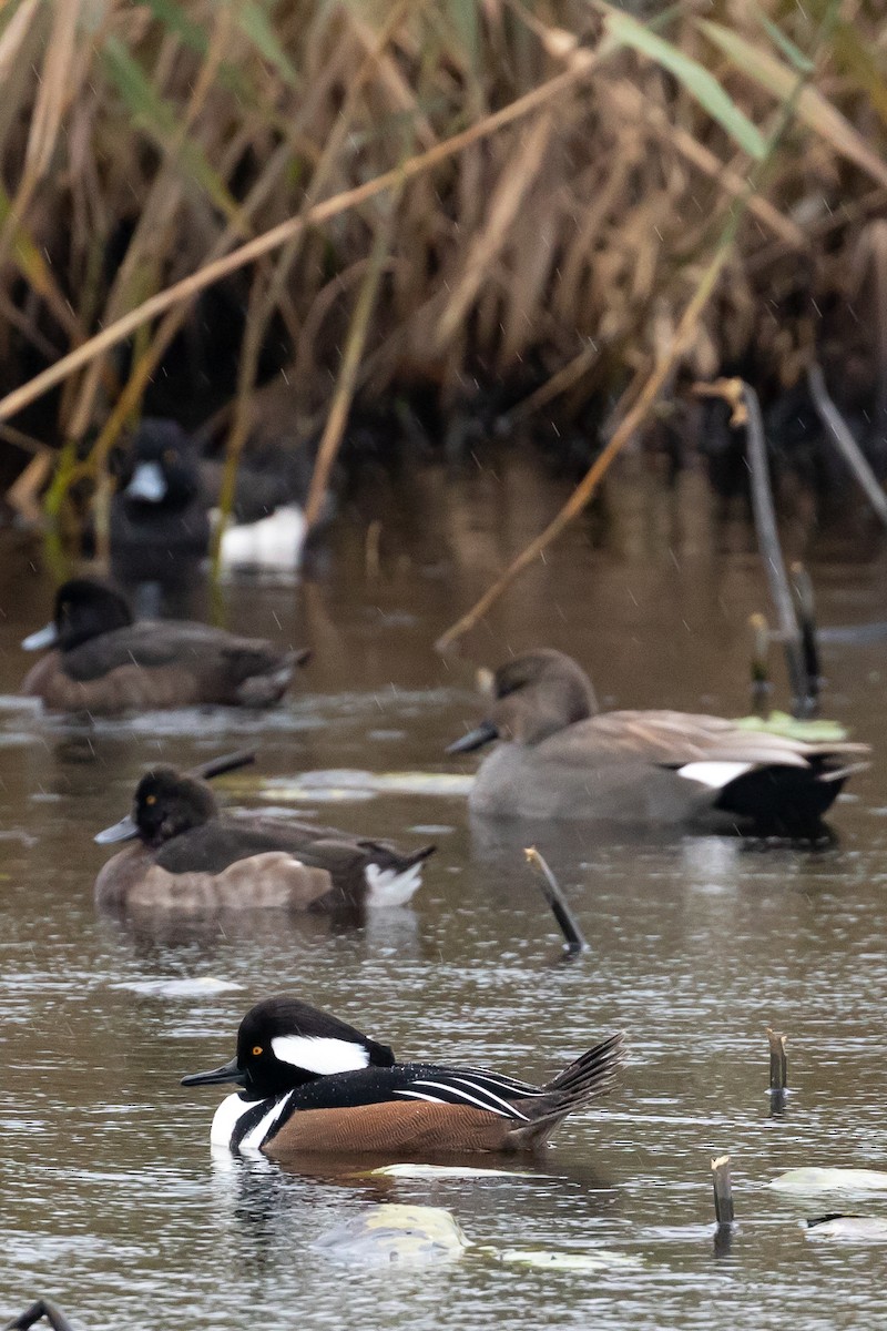 Hooded Merganser - ML501191201