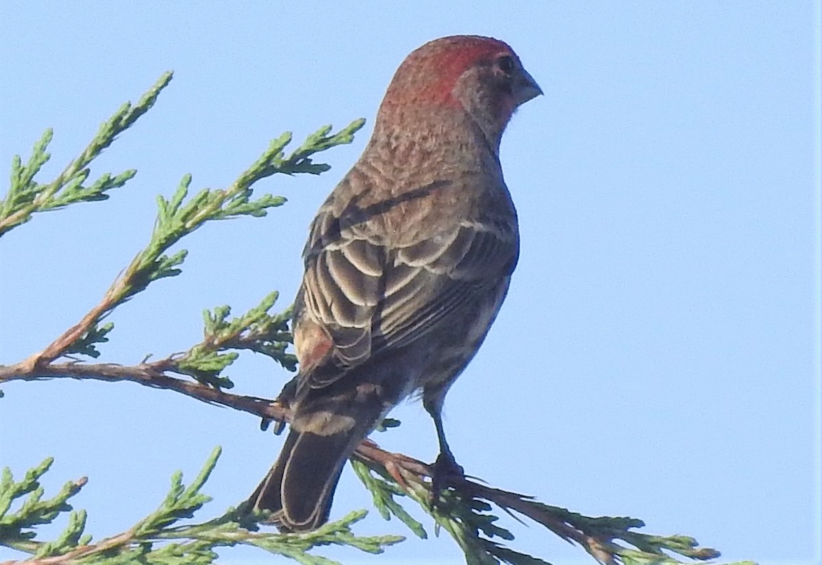 House Finch - ML501192151
