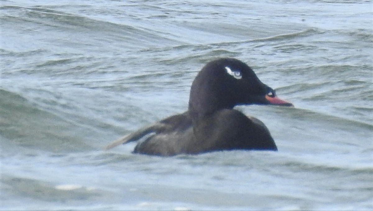 White-winged Scoter - ML501192361