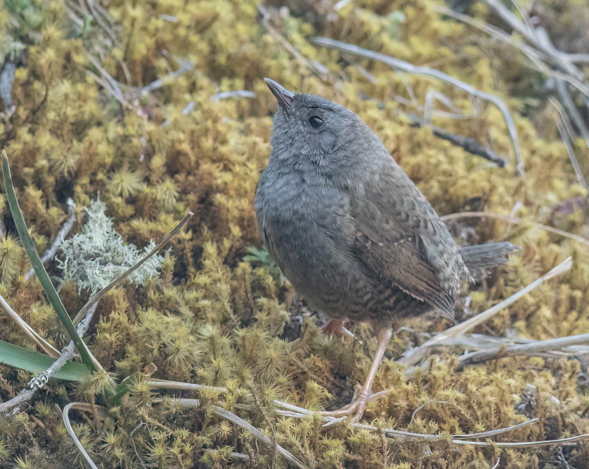 Ampay Tapaculo - ML501194061