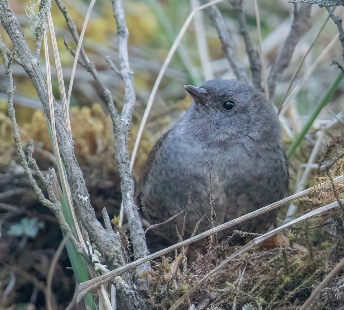 Ampay Tapaculo - ML501194081
