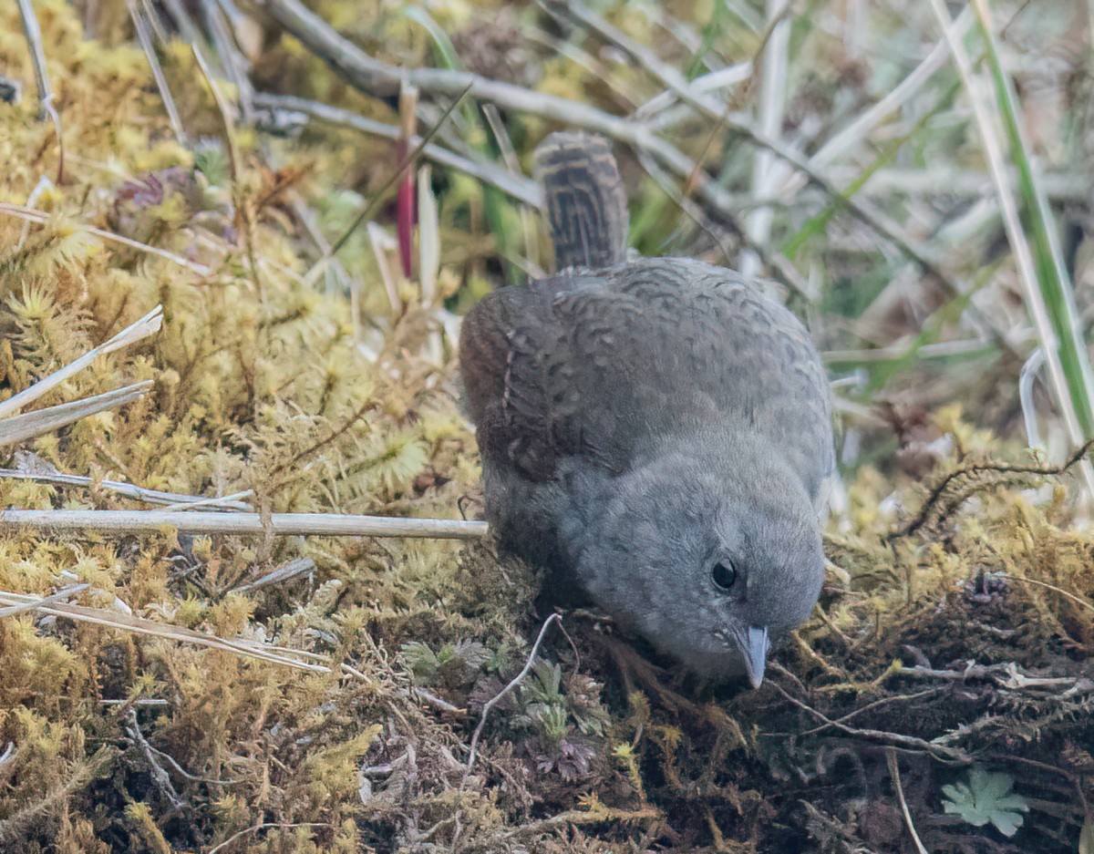 Ampay Tapaculo - ML501194091