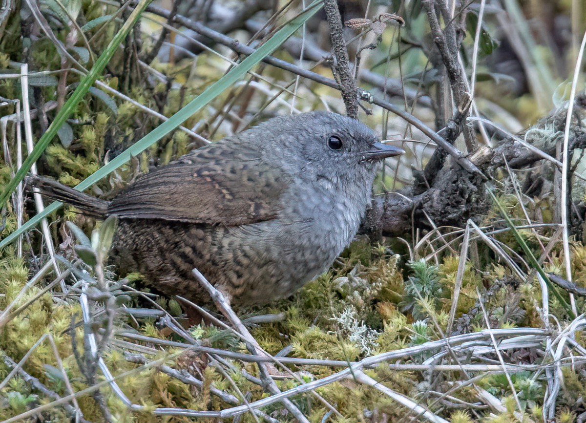 Ampay Tapaculo - ML501194101