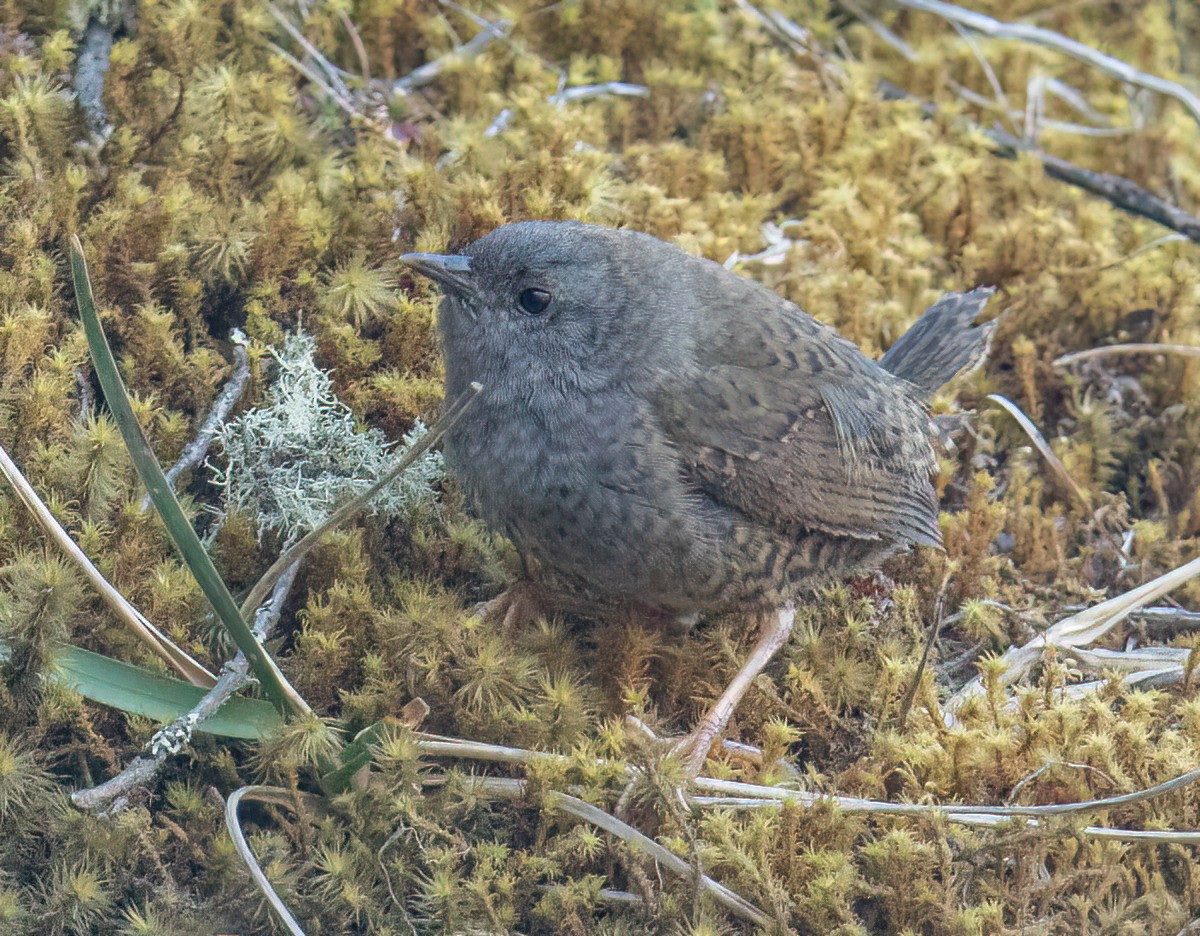 Ampay Tapaculo - ML501194111