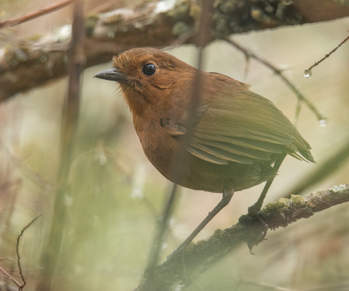 Ayacucho Antpitta - ML501195401