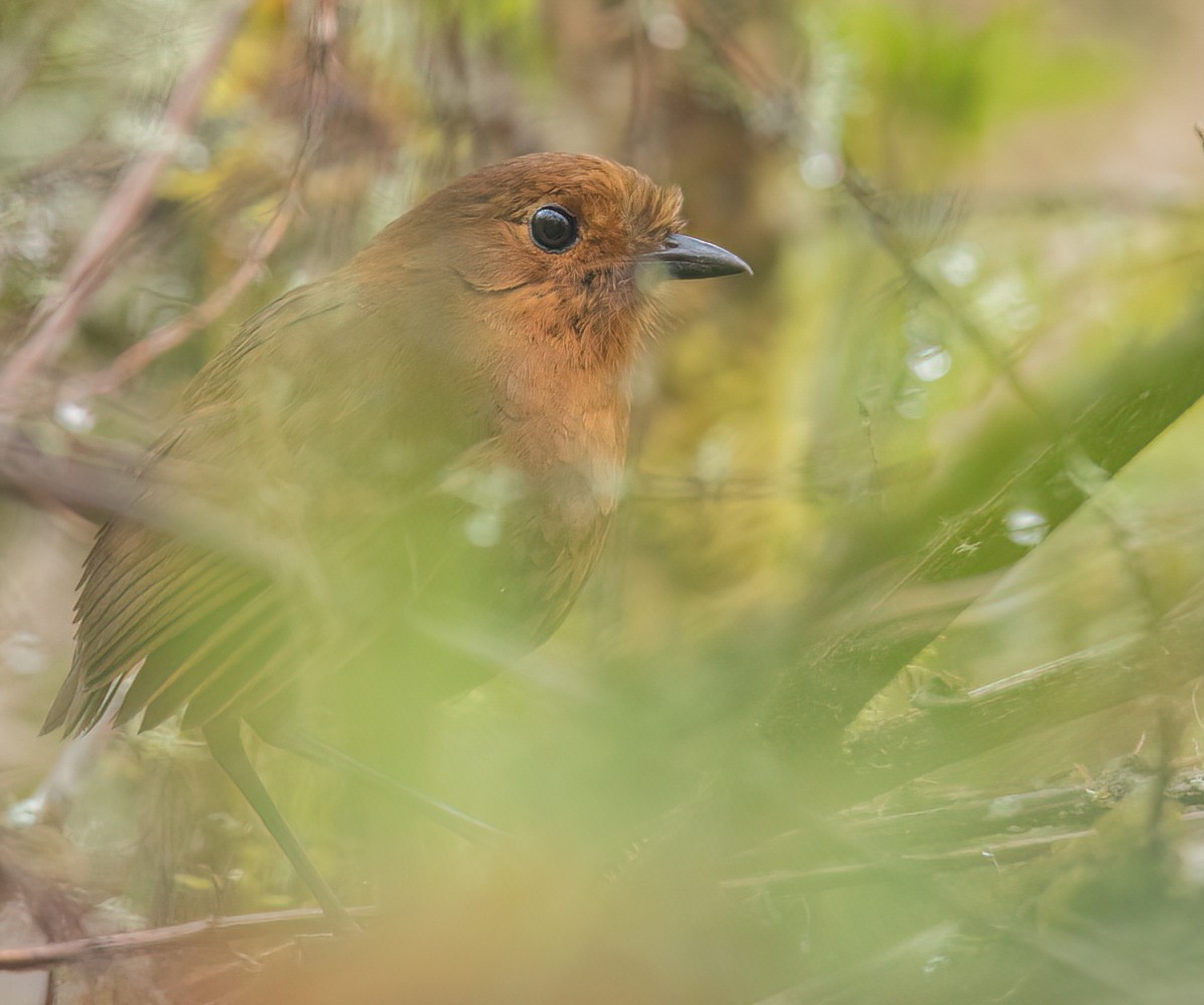 Ayacucho Antpitta - ML501195421