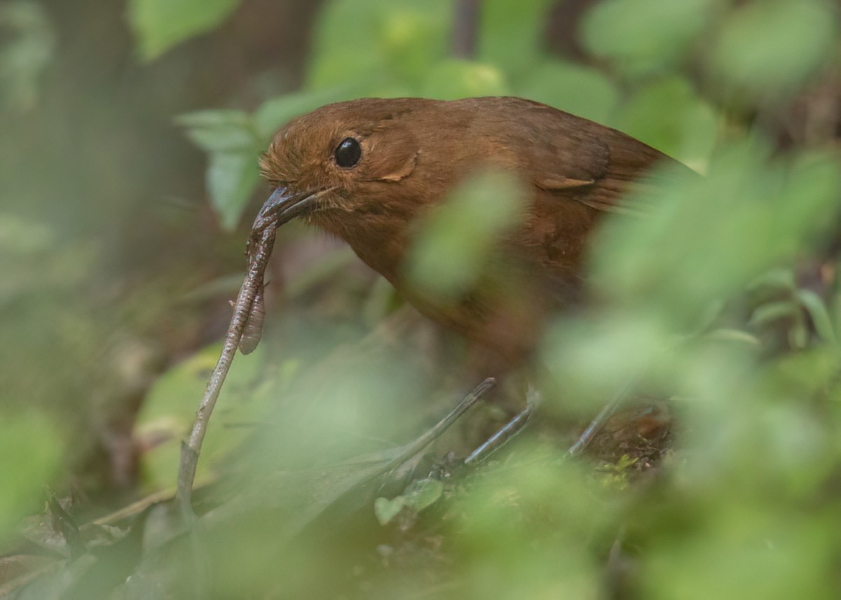 Ayacucho Antpitta - Jesus Alferez