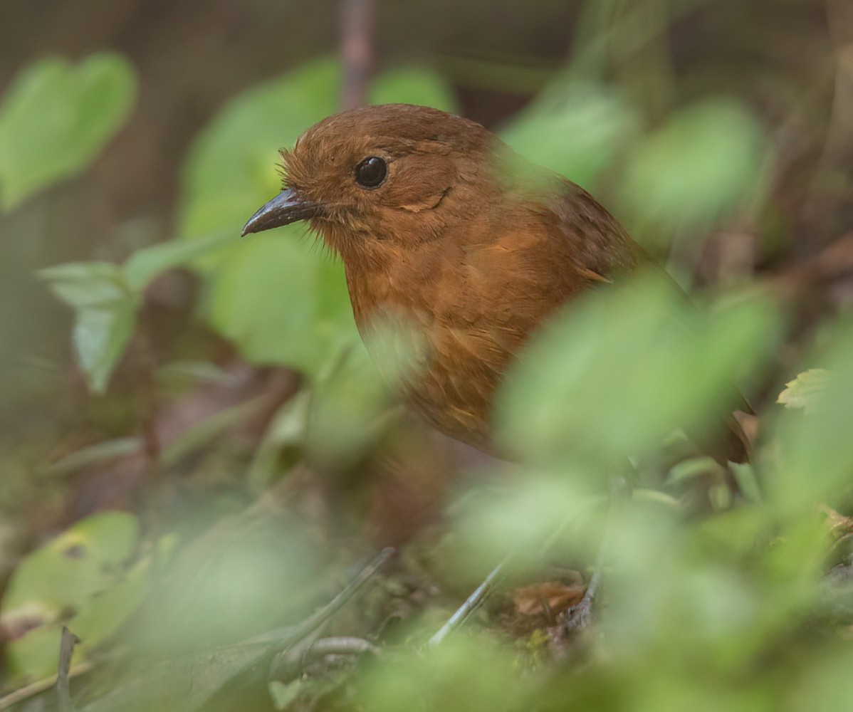 Ayacucho Antpitta - ML501195451