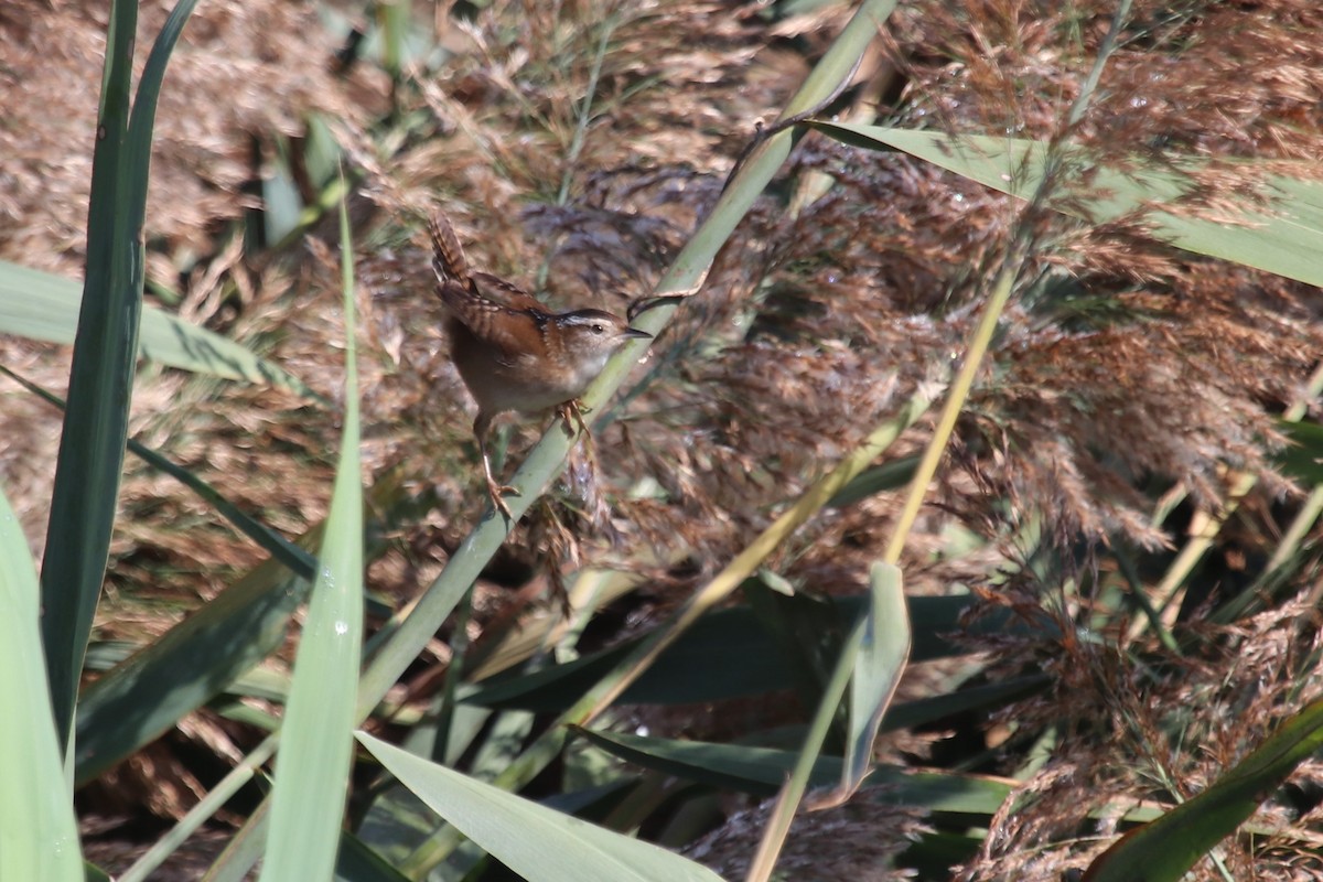 Marsh Wren - ML501196801