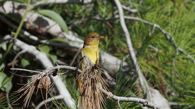 Summer Tanager - ML501196981