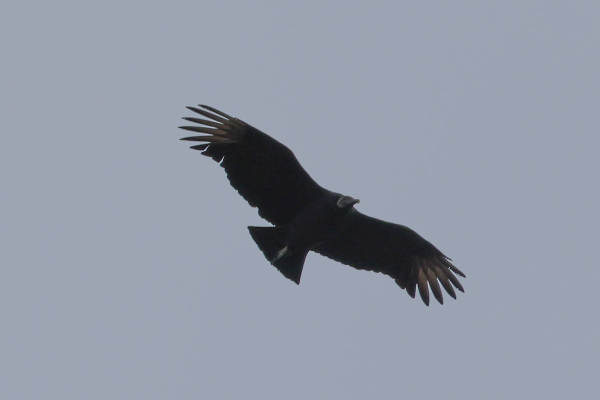 Black Vulture - ML501197271