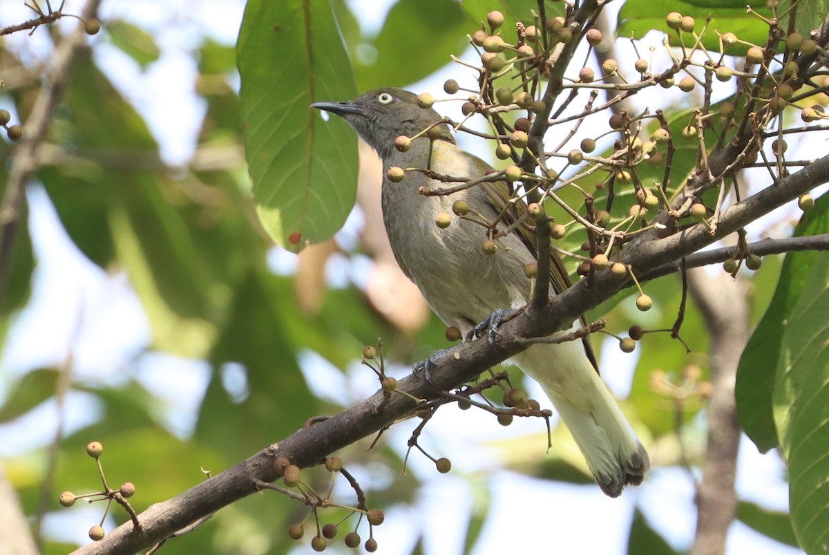 Honeyguide Greenbul - Marc Languy