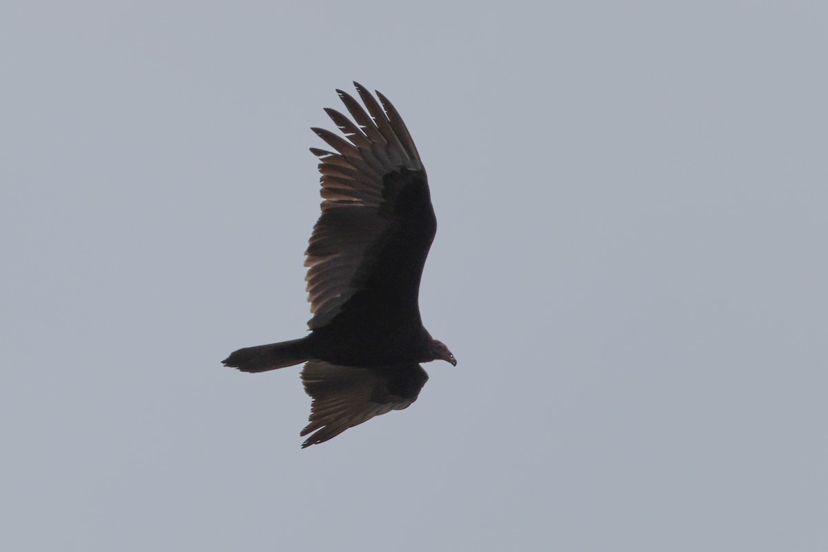 Turkey Vulture - ML501197291