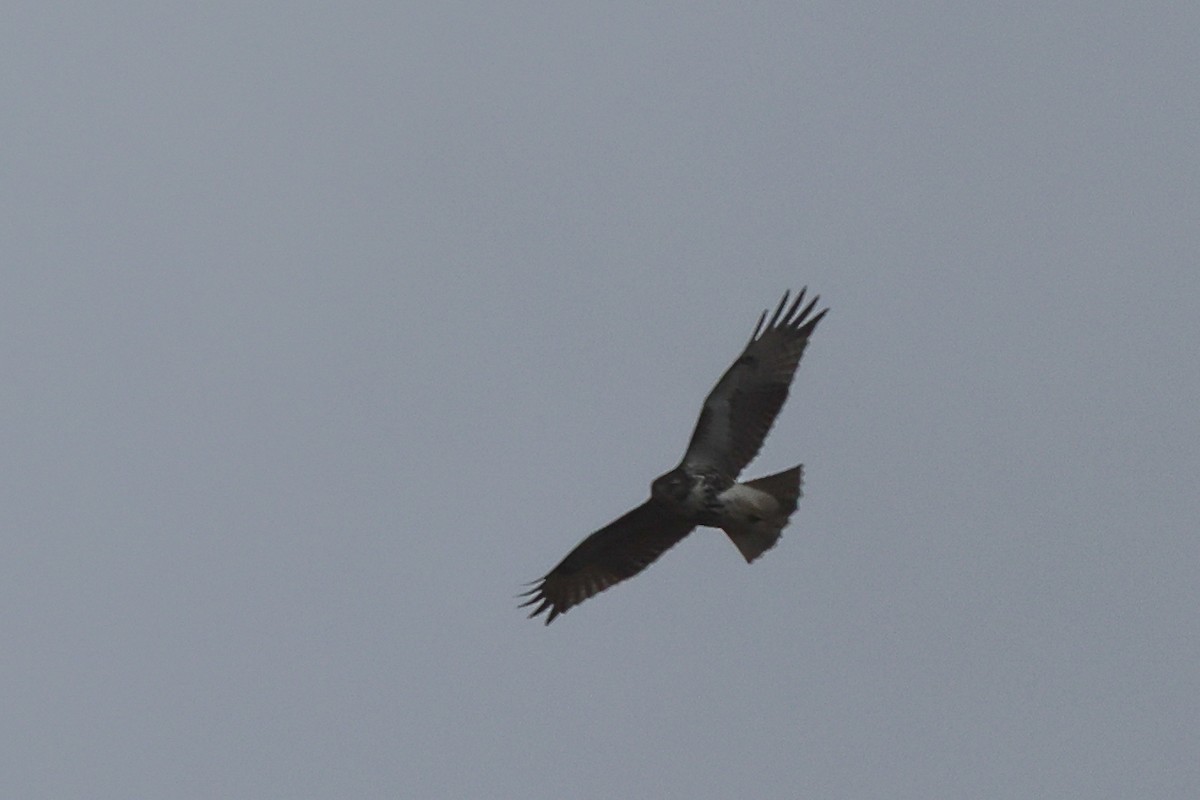 Red-tailed Hawk - ML501197301