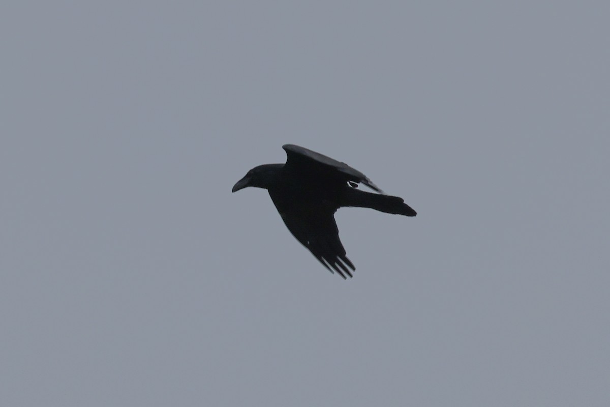 Common Raven - ML501197351