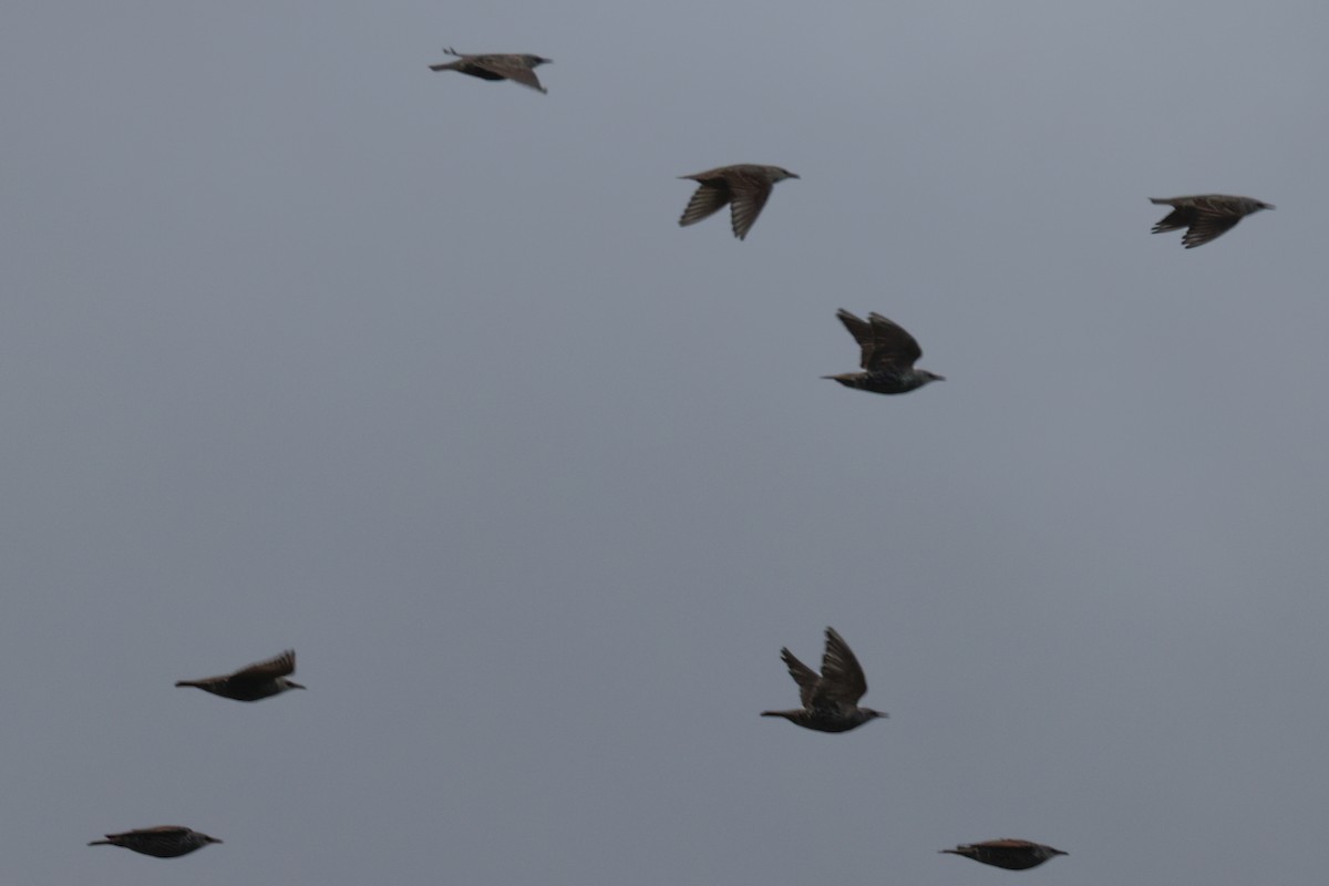 European Starling - ML501197381