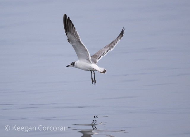 racek vnitrozemský - ML501198131