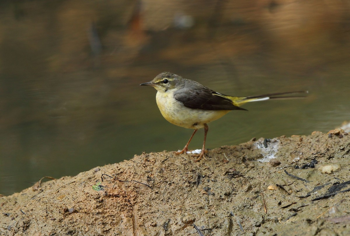 Gray Wagtail - ML50119921