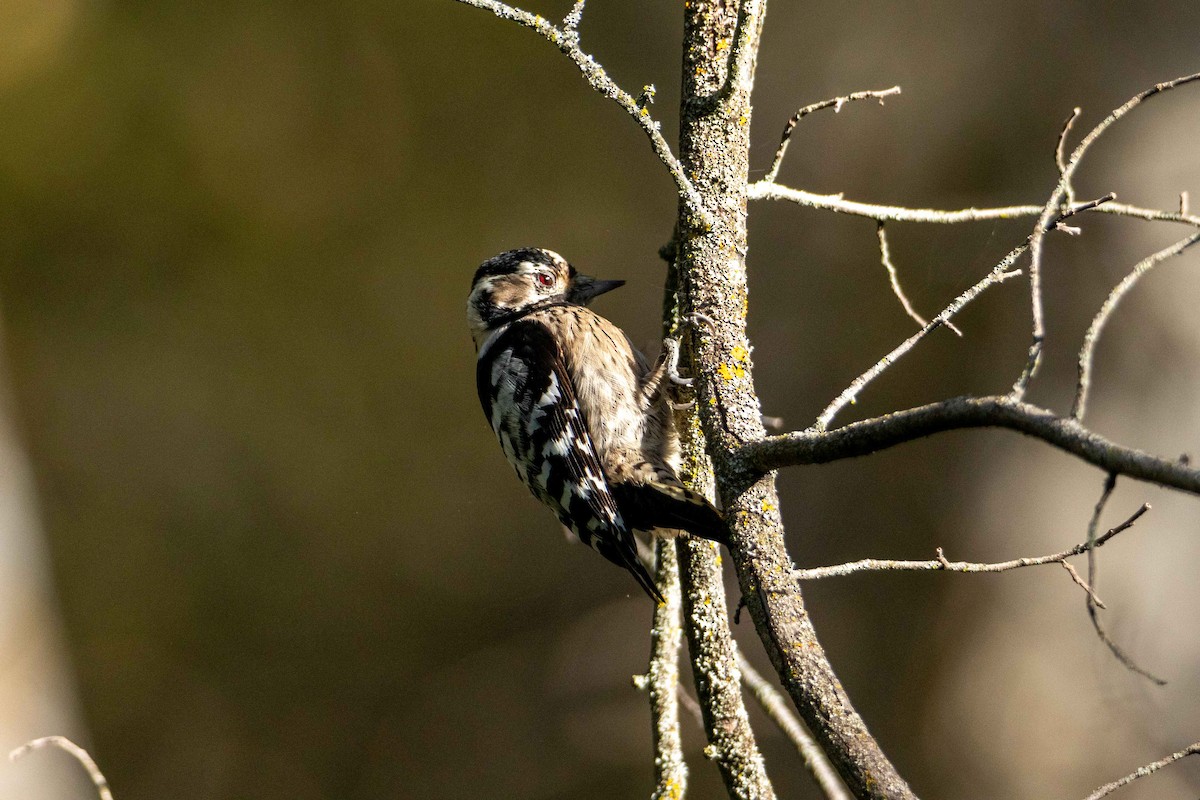 Lesser Spotted Woodpecker - ML501199291
