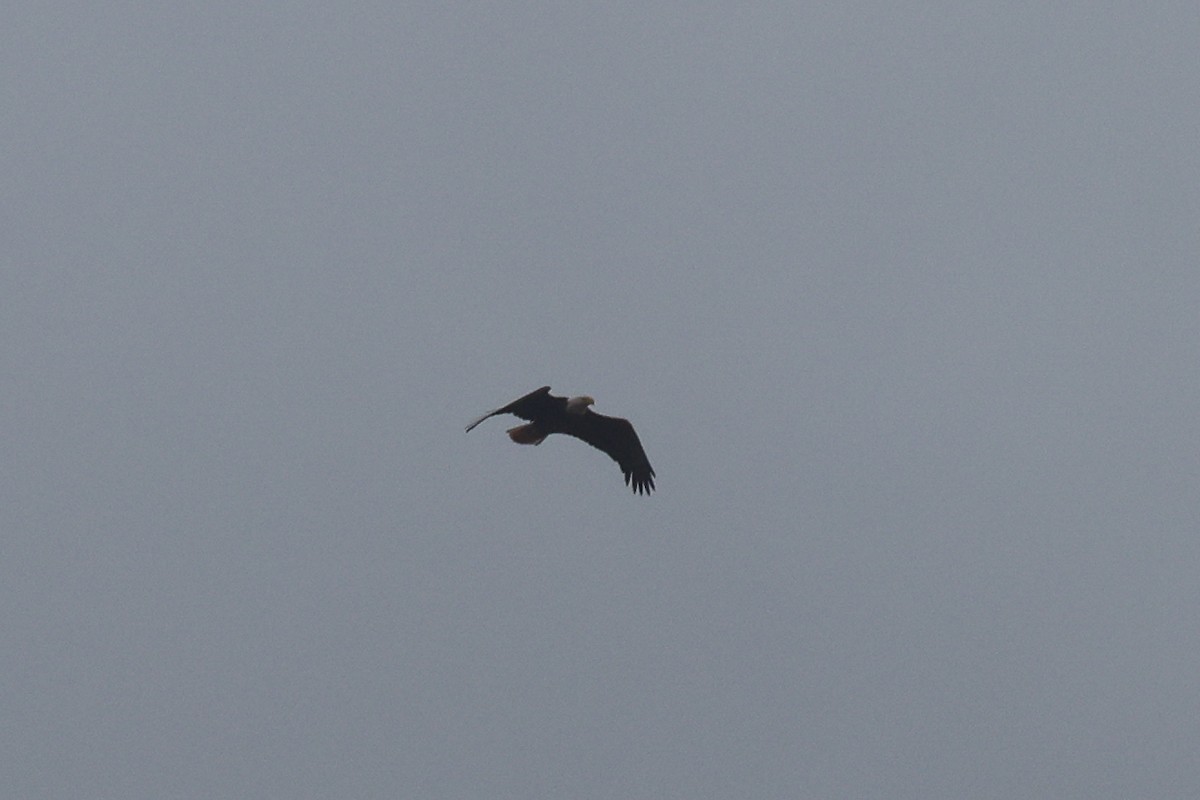 Bald Eagle - ML501199891