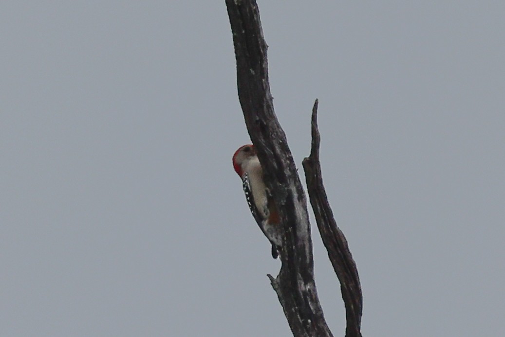 Red-bellied Woodpecker - ML501199941