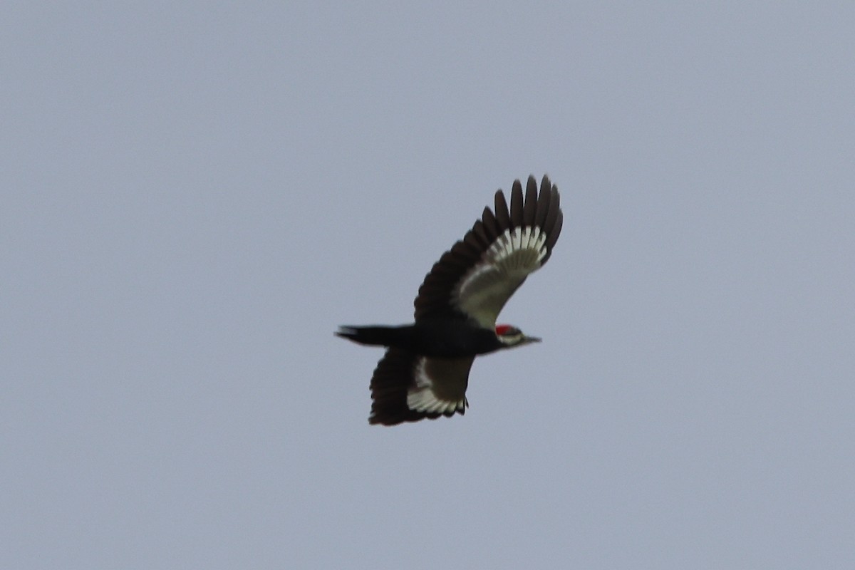 Pileated Woodpecker - ML501200001