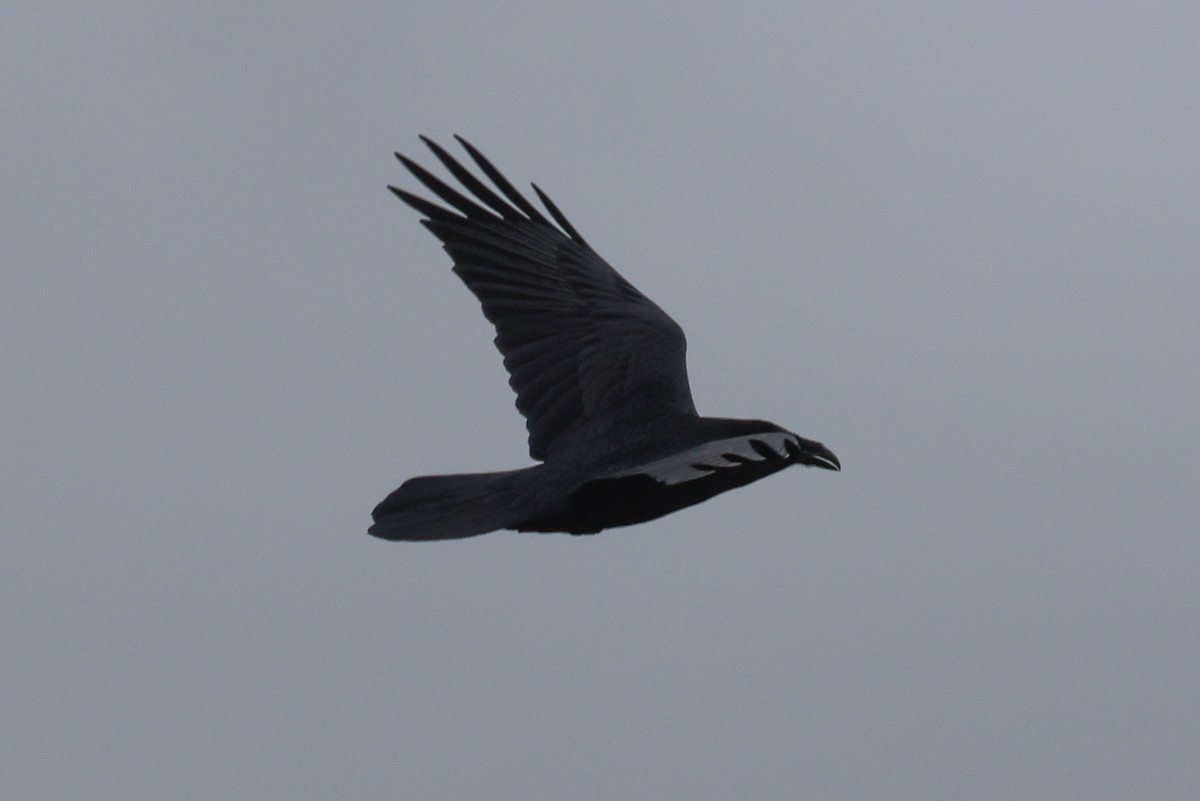 Common Raven - ML501200061