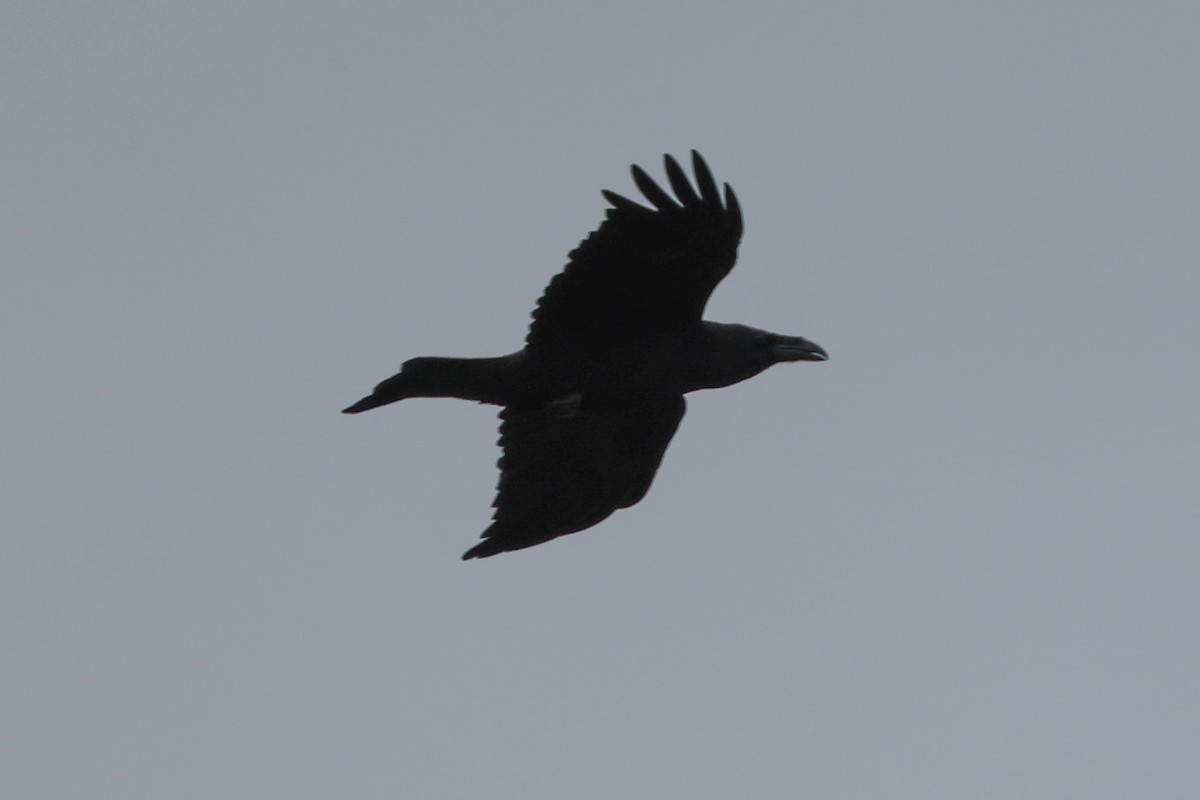 Common Raven - ML501200071