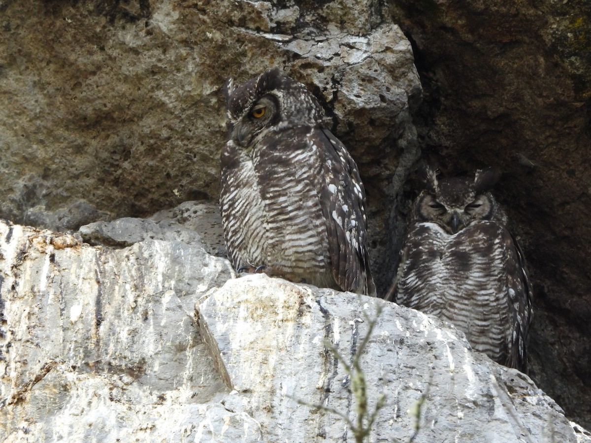 Great Horned Owl - ML501200321