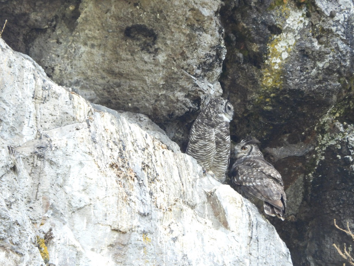 Great Horned Owl - ML501200331