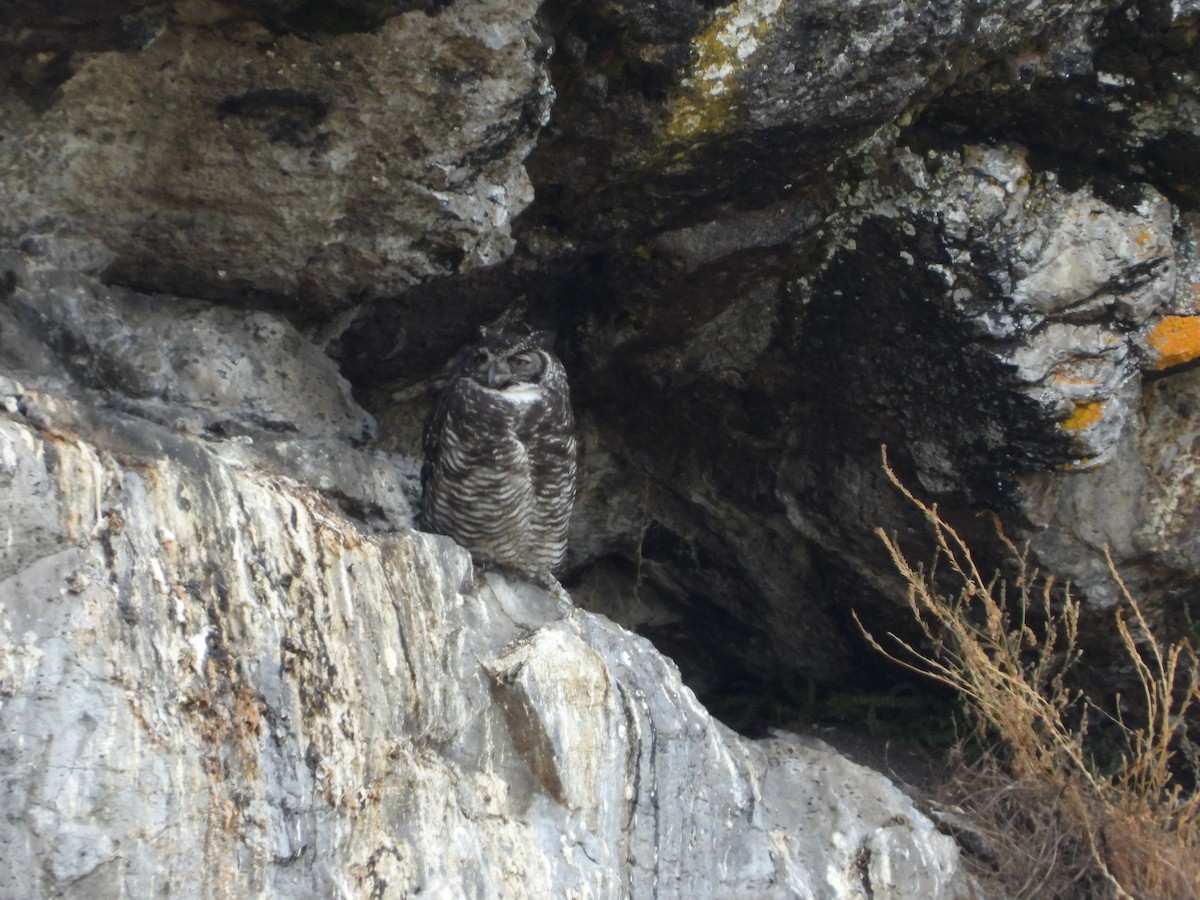 Great Horned Owl - ML501200341