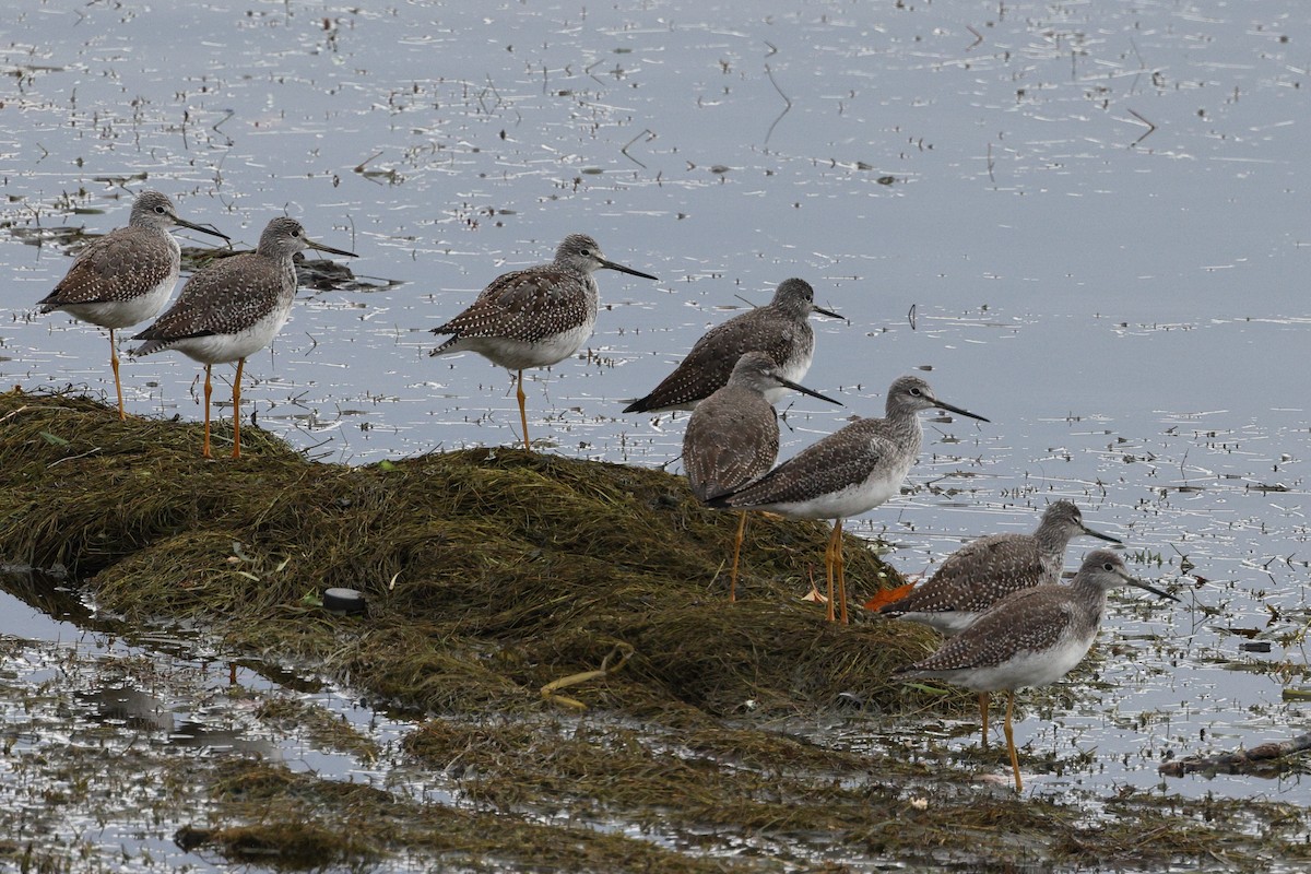 Greater Yellowlegs - ML501200691