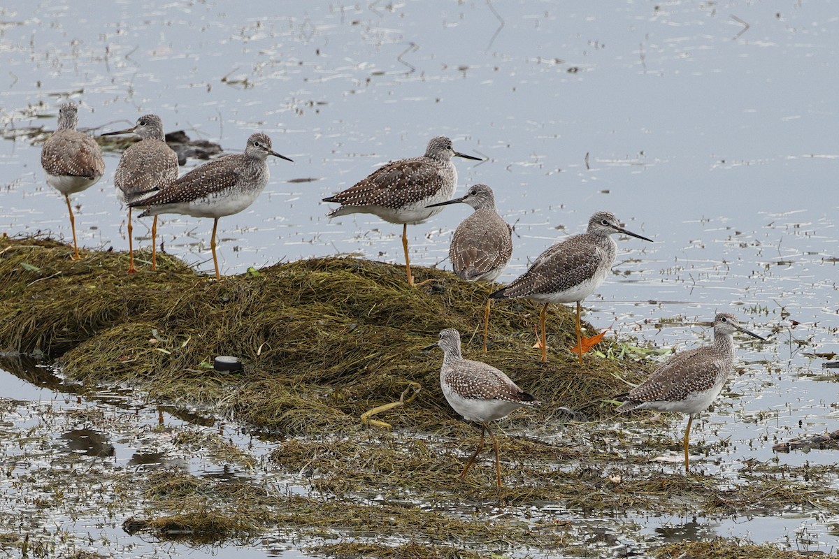 Greater Yellowlegs - ML501200731