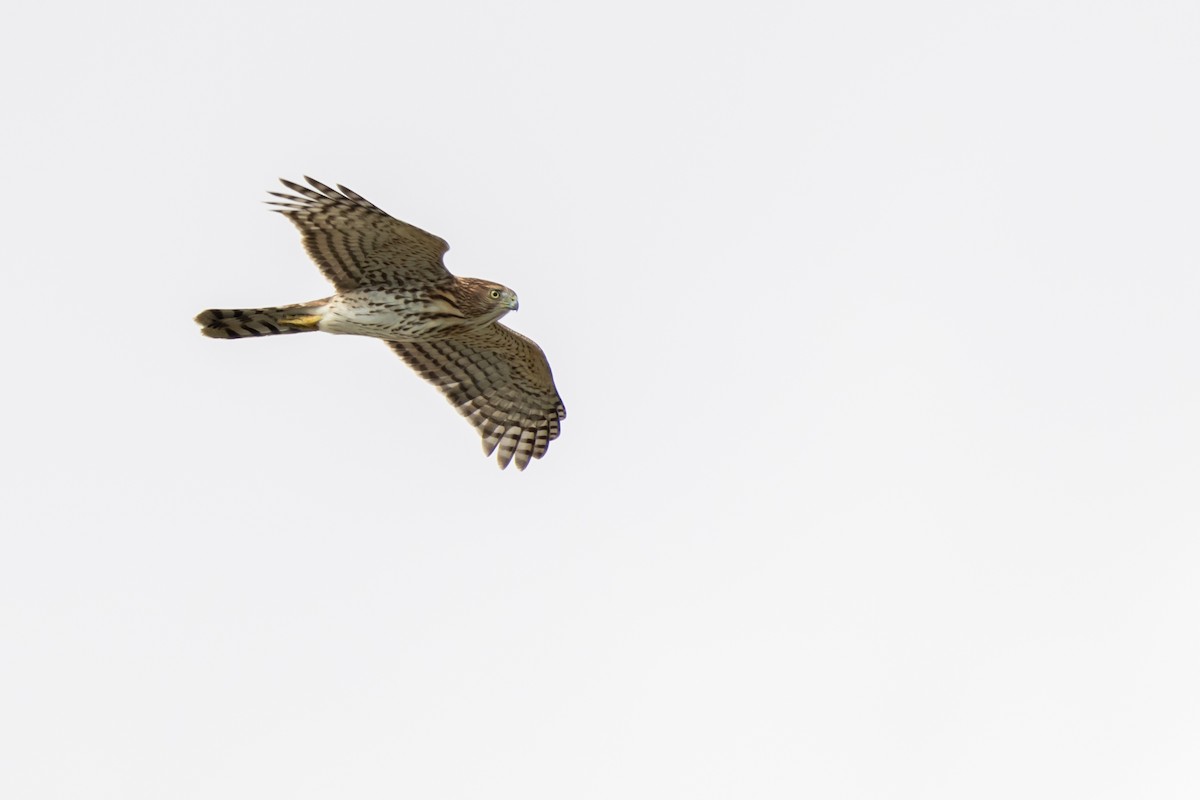 Cooper's Hawk - ML501201851