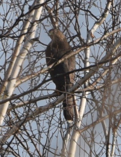 Cooper's Hawk - ML501202461