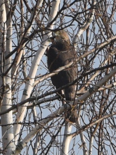 Cooper's Hawk - ML501202481